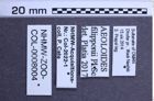 Etiketten zu Aeoloides filipponii (NHMW-ZOO-COL-0008004)
